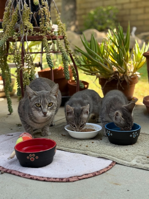 Cats Eating